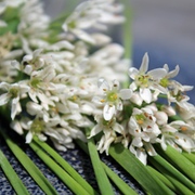 Kanzu-Lauch Kanzu-Lauch